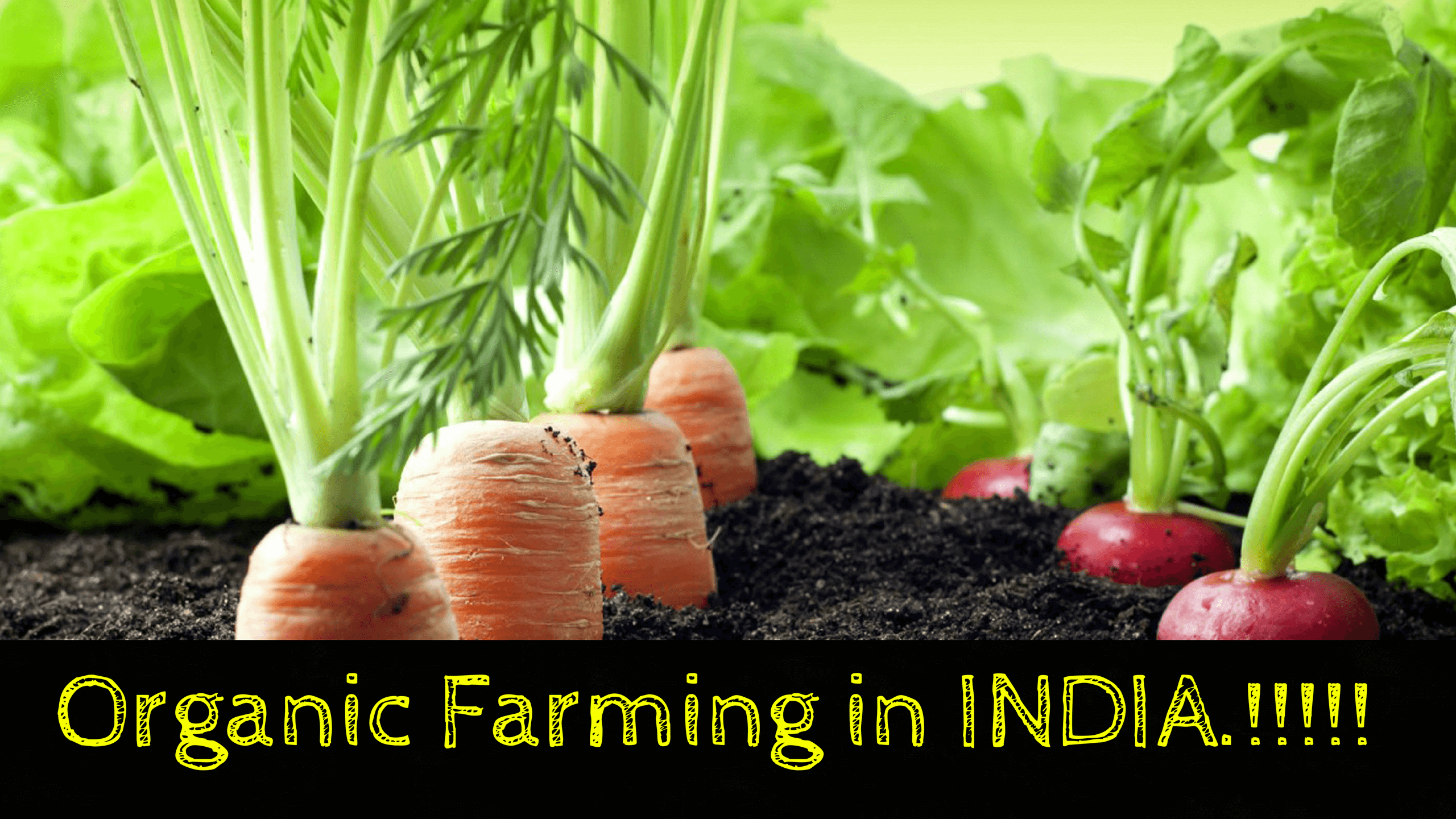 Organic Farming In India Is Increasing Day By Day Why 